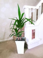 Large Double Spineless Yucca House Floor Plant @Gloss White Milano Pot 90cm Tall