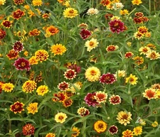 Persian Carpet Mexican Zinnia Mix Seeds, Bi-Colored Blooms, Stunning, FREE SHIP