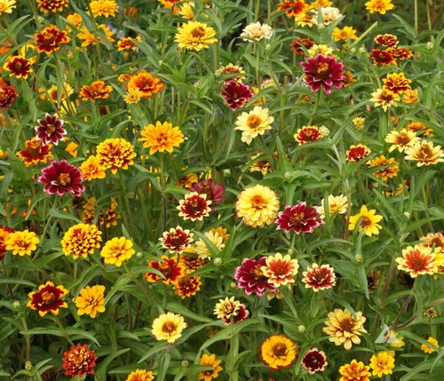 Pepper Seeds - Sweet Sunset Variety Pepper Seeds - Non-GMO - 50 Seeds