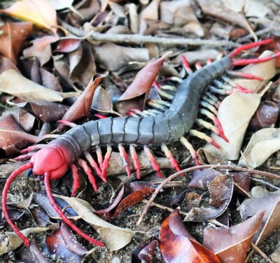 Centipede Insects 9 Inch Animal Toy PVC Action Figure Doll Kids Toys Party Gifts
