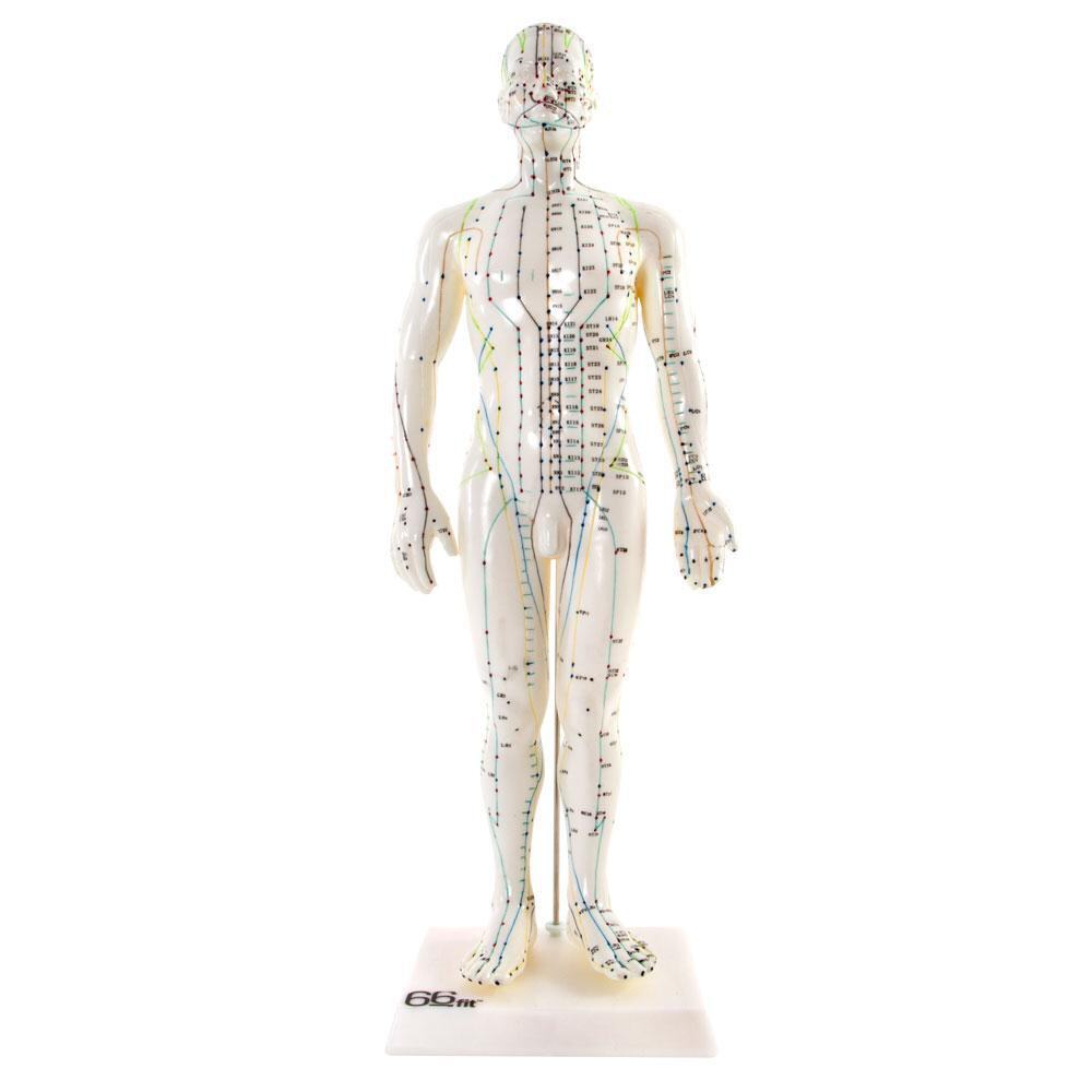 66fit™ Male Acupuncture Model - 50cm - Pressure Point and Meridians