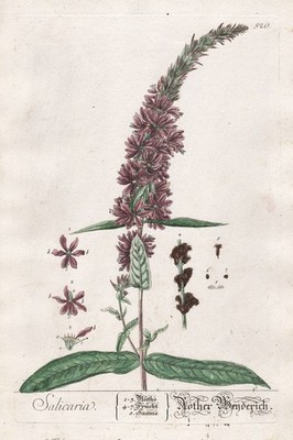 Blood Willow Pasture Lythrum salicaria Blackwell Herb Book Copperplate