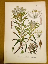 1886 ANTIQUE PICTURES LITHOGRAPH ART PRINT BOTANY FLOWER FLORA NATURE DECO PO...