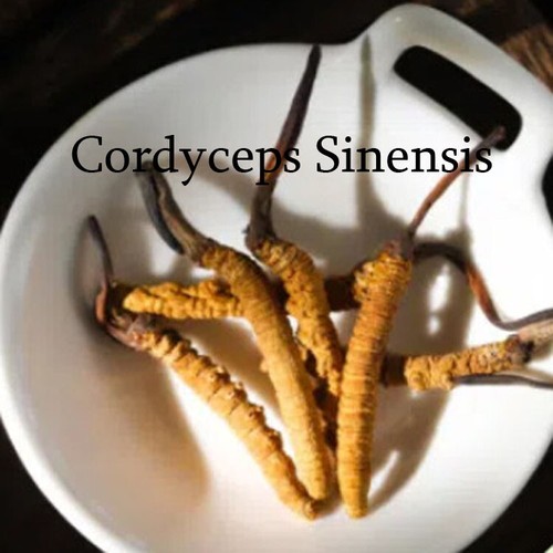 Wild Tibetan Aweto Chinese Caterpillar Fungus Cordyceps Sinensis 10 pieces 冬虫夏草 - 第 1/3 張圖片