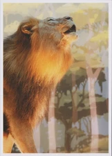 Smithsonian Natural History Lion Postcard Washington New 4x6 DC