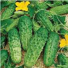 Pick a Bushel Cucumbers Seeds (25 Seed Packet) (More Heirloom, Organic, Non GMO,