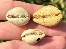 Francia gastropodi fossili Cypraea sp. LOTTO 3 Conchiglie di Cowrie Età Miocene