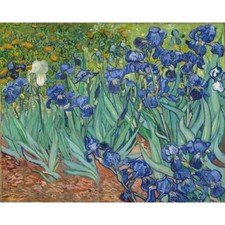 Paint By Numbers Adults kids Irises Van Gogh DIY Painting Kit 40x50CM Canvas