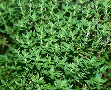 Herb Seed: Thyme 750 seeds Fresh Seed