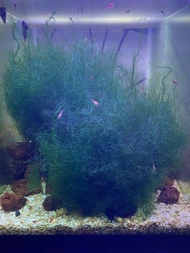 Brackish Water Macro Algae Chaeto Chaetomorpha Opae Ula Salinity 1.010 ...