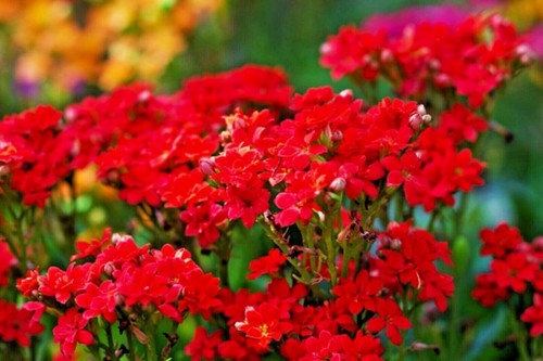 Red Alyssum Seeds Carpet Flower Sweet Flowers Seed Flowers Brassicaceae flower - Picture 2 of 3