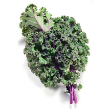 Red Kale Seeds - Non-GMO, Cold-Hardy Red Russian Kale for Fall Planting
