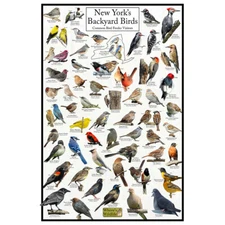 New York's Backyard Birds Poster - New York Bird Feeder Chart - Birdwatching