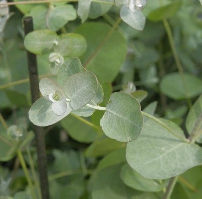 Echter Eukalyptus 30-40cm - Eucalyptus gunnii