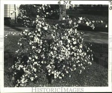 1982 Press Photo Garden Flowers "English dogwood", is a deciduous shrub