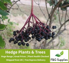 Elderberry Elder bare root hedge border plants hedging bushes whip saplings