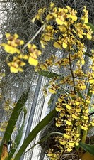 ONCIDIUM Orchids, Yellow, Dancing Lady ,  DIVISION, Large SPECIES