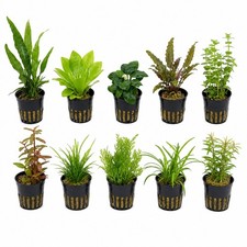 Live Aquarium Plant Bundle 10 Assorted Potted Freshwater Plants