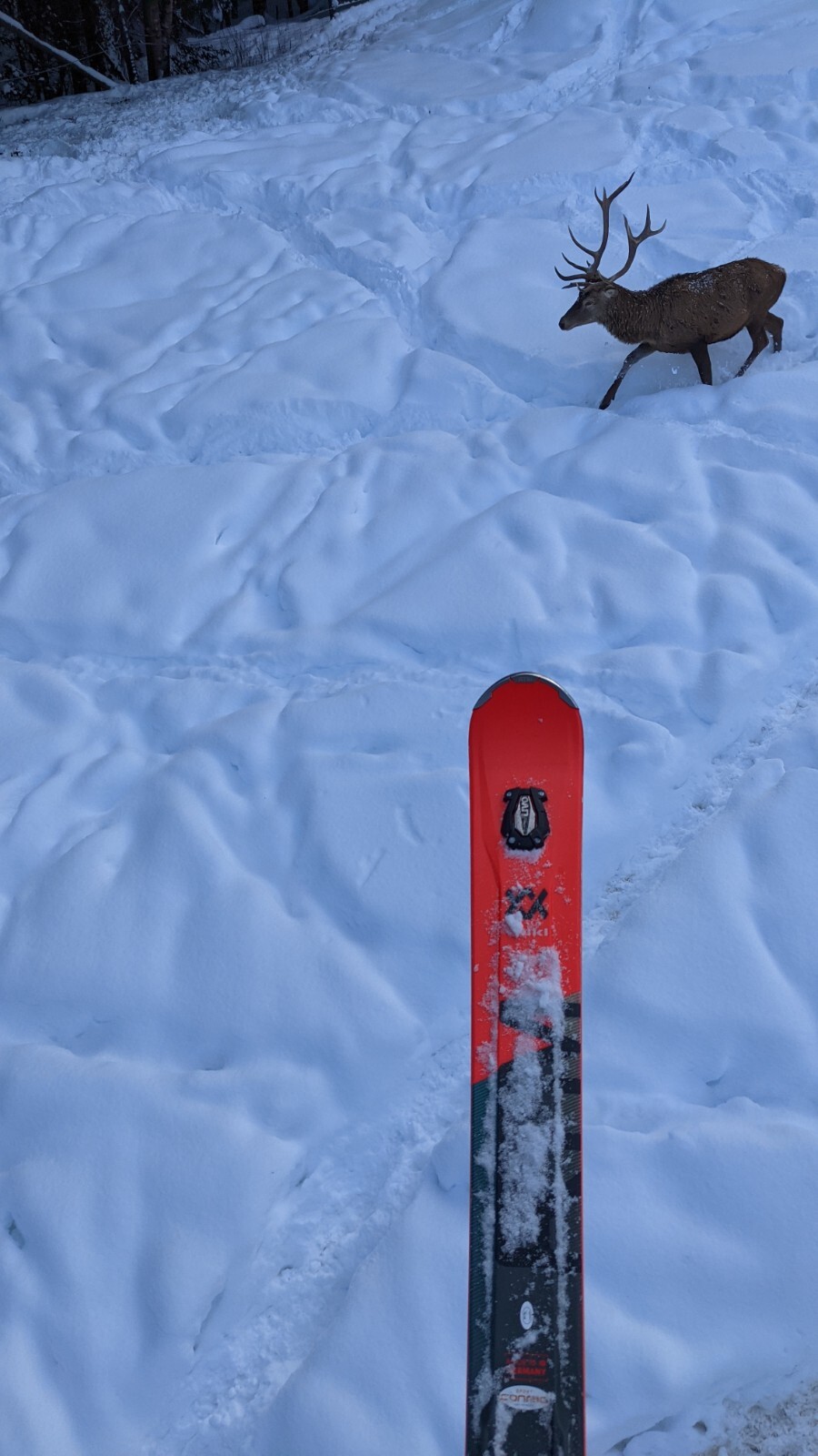 Völkl RTM 86 UVO esquí all-mountain 177 cm servicio nuevo