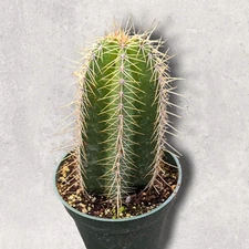 Isolatocereus dumortieri Succulent Plant