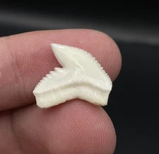 Large Modern 0.76” Tiger Shark Tooth from Scientific Study