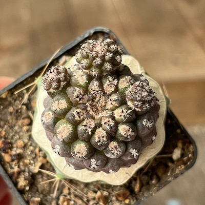 A31-1167 Thelocephala fankhauseri, grafted