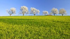 Landscape nature trees spring grass Custom Gaming Mat Desk
