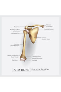 Bone Structure Chart