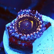 Stratosphere Zoanthids NOT WYSIWG Live Softies Coral Aquacultured