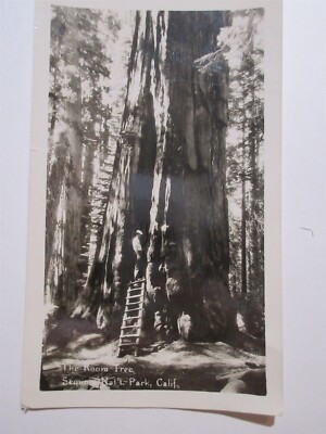 Sequoia National Park CA Man Climbing Ladder into ''The Room Tree'' 1930s PHOTO