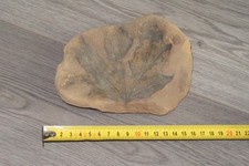 Skamieniały liść - wyraźny odcisk