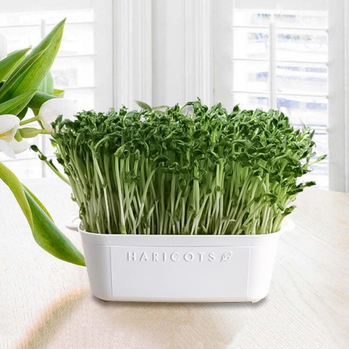 Seed Sprouter Tray Container Wheatgrass Grower Lid Sprouting Bean Mung