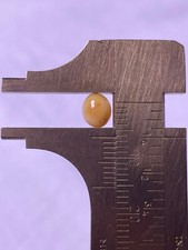 1.3ct Natural Conch Pearl, White spotted white with brown , Oval: Egg-shaped