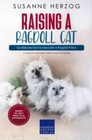 Raising a Ragdoll Cat Guidebook how to educate a Ragdoll Kitten - Acceptable