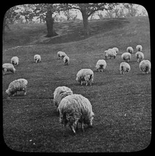 ANTIQUE Magic Lantern Slide FLOCK OF SHEEP FEEDING C1900 PHOTO FARMING 