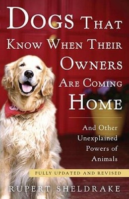 Dogs That Know When Their Owners Are Coming Home: Fully Updated - VERY GOOD