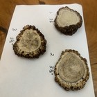 3 Large Elk Antler Burr Sheds /great Carving Or Crafts — photo 2