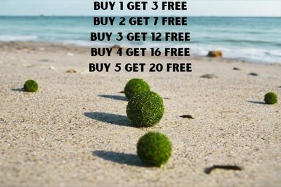 Marimo Moss Ball 0.40 inch (1cm) Cladophora Live Plant Aquarium Tank