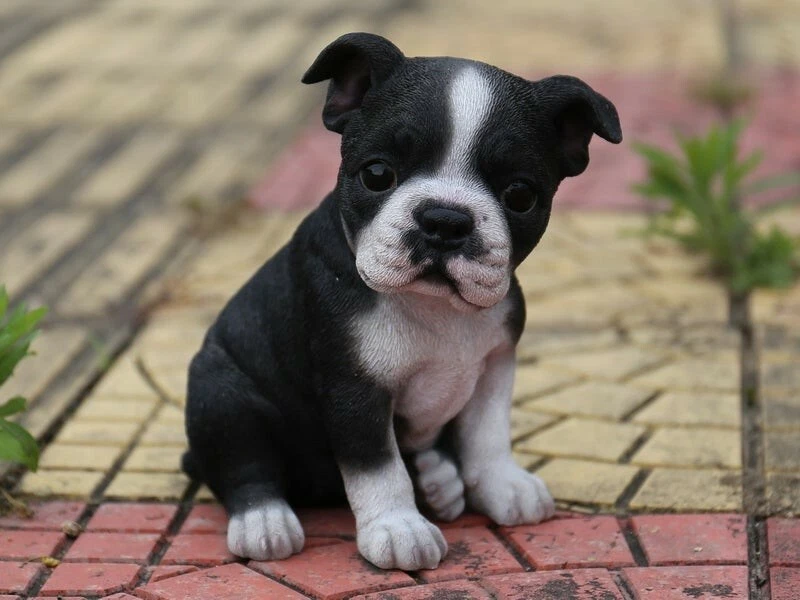 Puppy hotsell boston terrier