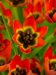 12 x Miniature Tulips LITTLE PRINCESS Dwarf Perennial Garden Plant BULBS