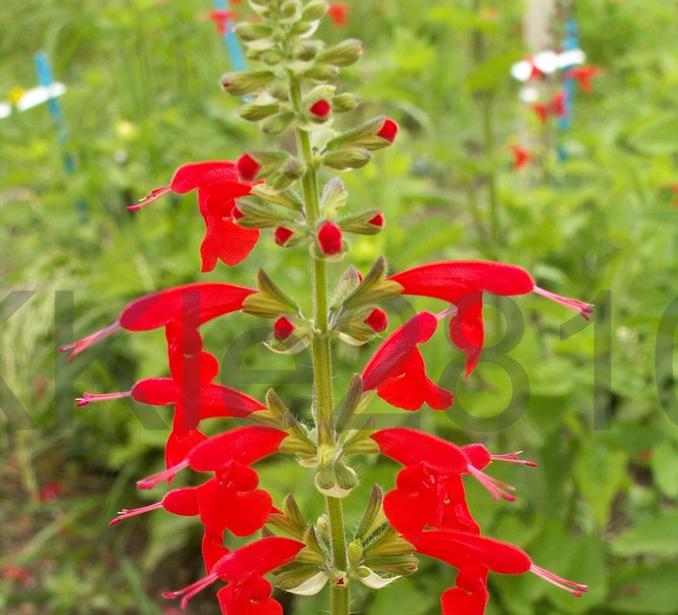 Salvia Pineapple Scarlet Sage Coccinea Live Plant Plug Fast Native Red Flower 🕊 - Image 3 of 4