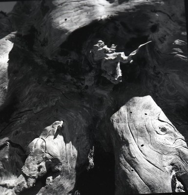 a23 Negative 2-1/4'' 1960's Mount Hebo Tree Stumps 936a