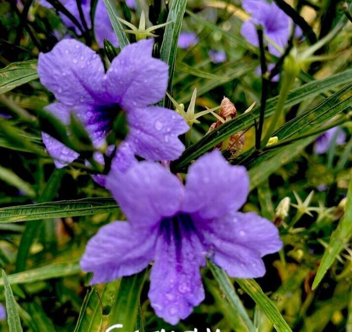 blue bougainvillea plant Blue Bougainvillea Seeds – Vibrant Flower Seeds for Garden Planting – Pure  Asia Seeds main image 1