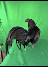 12 Chicken Hatching Eggs