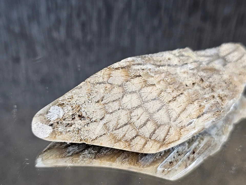 Rare Agate Coral Crystal Fossil - UK (#2) - Image 2 of 4