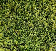 Live Sheet Moss 6x9 Bag for Terrarium Vivarium Fairy Isopod Reptile Springtails