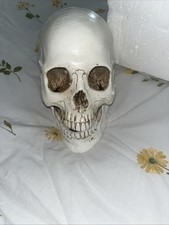 Life Size 1:1 Human Anatomical Skull Model Student Teacher Teaching Skeleton