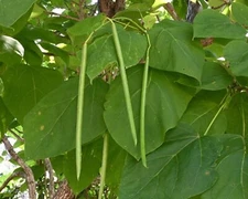 Catalpa Tree Seeds for Planting - 50 Seeds to Grow - Stunning Flowers, Large Lea