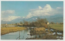 Mild winter in the Fraser Delta Canada Vintage Postcard Unposted