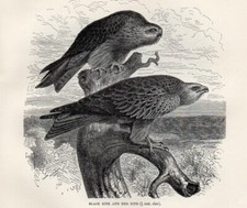 1894 =NIBBIO = Uccelli Rapaci = Piccola Stampa Antica